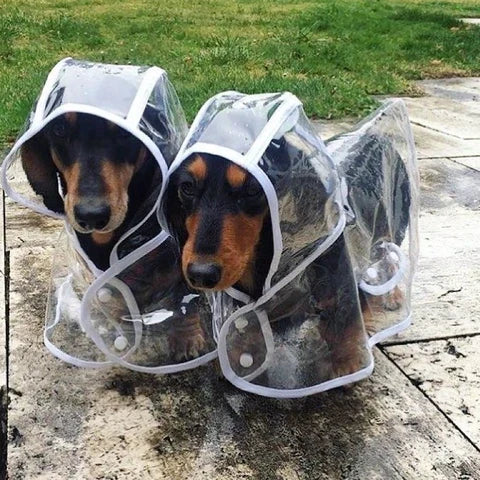 Pawzex transparent waterproof dog raincoat with hood