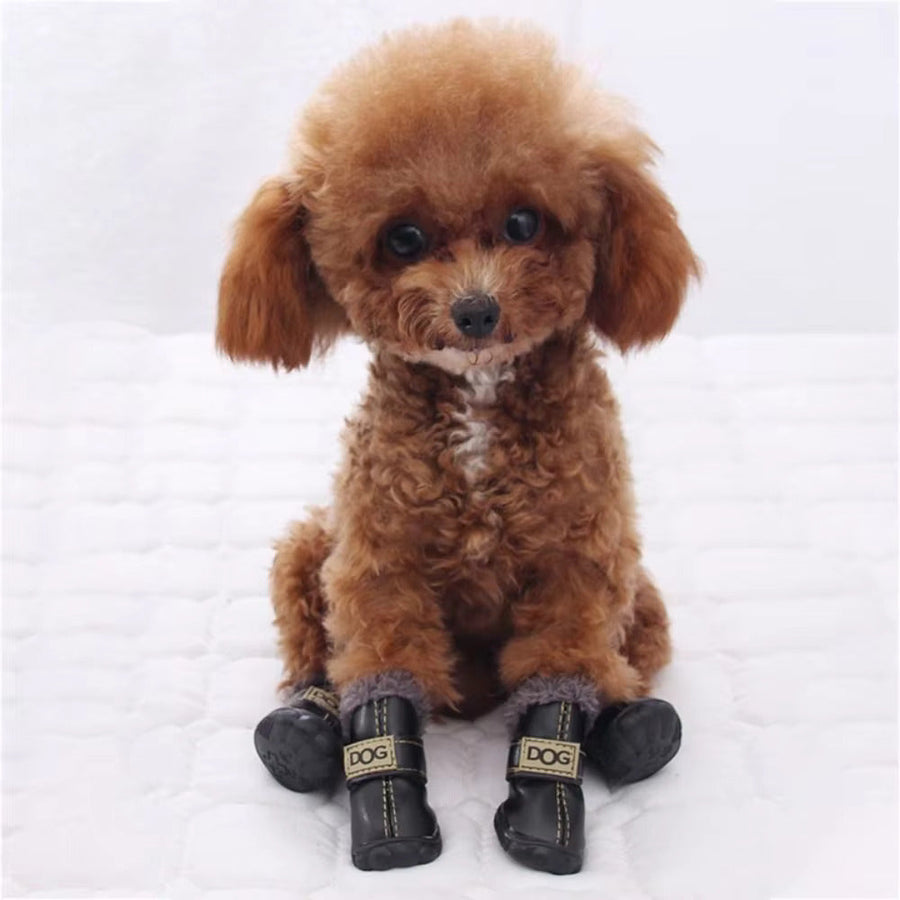 Winter sidewalks are rough on bare paws.
